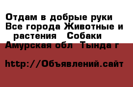 Отдам в добрые руки  - Все города Животные и растения » Собаки   . Амурская обл.,Тында г.